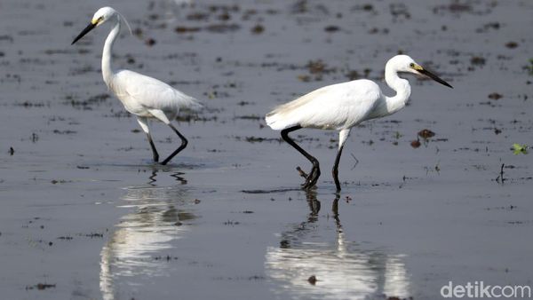 Mengenal Burung Kuntul, Si Penyeimbang Ekosistem Alam