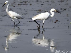 10 Contoh Simbiosis Komensalisme, Ada Udang dan Timun Laut