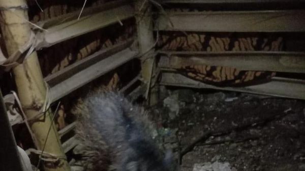 Penampakan Babi Ngepet yang Hebohkan Warga Depok