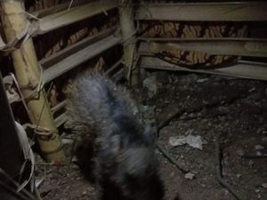 Penampakan Babi Ngepet yang Hebohkan Warga Depok