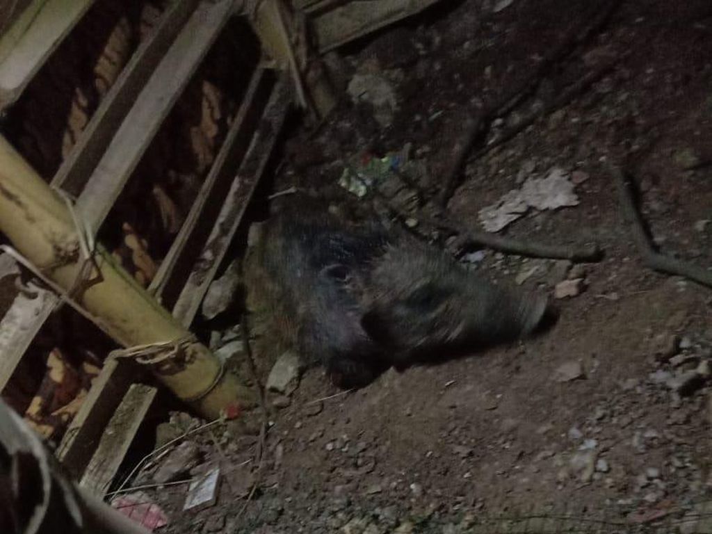 Asal-usul Mitos Babi Ngepet: Kepercayaan Jadi Kaya Tanpa Bekerja Asal-usul Mitos Babi Ngepet: Kepercayaan Jadi Kaya Tanpa Bekerja