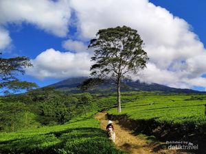 Ramai Pendakian di Gunung Dempo Selama Momen Tahun Baru