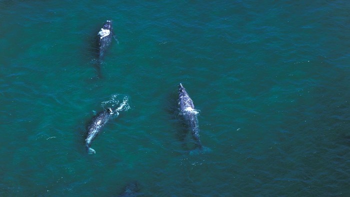 Gray whale, paus abu-abu Gray whale, paus abu-abu di Baja California, Mexico