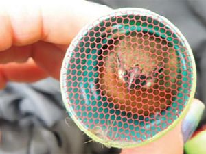 Disembunyikan dalam Rol Rambut, 35 Ekor Burung Diselundupkan Lewat Bandara