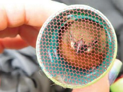 Disembunyikan dalam Rol Rambut, 35 Ekor Burung Diselundupkan Lewat Bandara