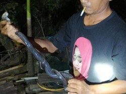 Mak Tratap! Dua Ekor Kobra Dewasa Masuk Rumah Warga di Klaten