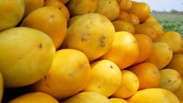 manfaat Timun Suri untuk kecantikan