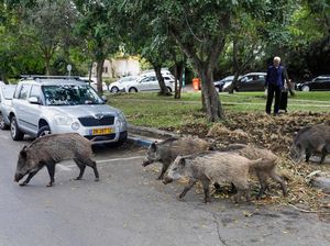 Guru dan 2 Murid di Bener Meriah Diseruduk Babi Ketika Belajar Guru dan 2 Murid di Bener Meriah Diseruduk Babi Ketika Belajar