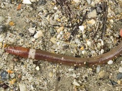 Ilmuwan Takutkan Serangan Cacing Gila