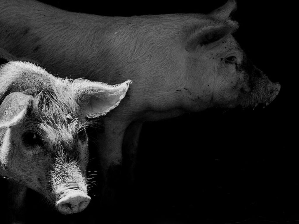 Distan Bantah Babi Mati Diduga ASF di Flores Timur Dikirim dari Bali