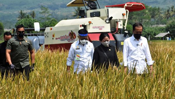 Foto: Jokowi Tinjau Panen Raya di Malang