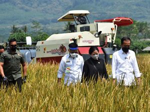 Foto: Jokowi Tinjau Panen Raya di Malang