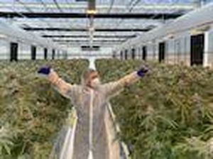 Kebun Ganja Terbesar di Australia Akan Segera dibuka di Toowoomba Queensland