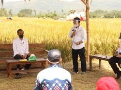 Tinjau Panen Raya Malang, Jokowi Harap Kedaulatan Pangan Bisa Diraih