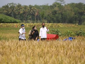 Panen Raya Memuaskan, Jokowi Sebut RI Tak Perlu Impor Beras