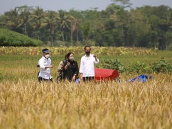 Panen Raya Memuaskan, Jokowi Sebut RI Tak Perlu Impor Beras