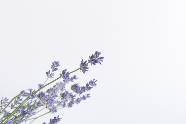 Lavender/Photo by unsplash.com/@otutunaru Lavender