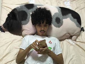 Bukan untuk Ngepet, Ini Kisah Orang-orang yang Hidup Bersama Babi