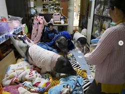 Beli Rumah Dengan Hasil Pertanian Dapat Bonus Babi Besar