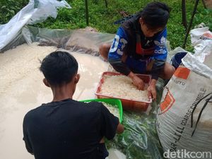 Harga Kolang Kaling Anjlok, Perajin di Pangandaran Merugi