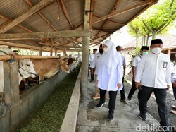 SMS Pisan, Jurus Baru Banyuwangi Tingkatkan Produktivitas Sapi