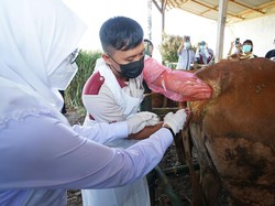 Banyuwangi Jadi Pilot Project Pengembangan Sapi Belgian Blue dan Wagyu di Jatim