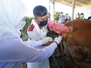 Banyuwangi Jadi Pilot Project Pengembangan Sapi Belgian Blue dan Wagyu di Jatim Banyuwangi Jadi Pilot Project Pengembangan Sapi Belgian Blue dan Wagyu di Jatim