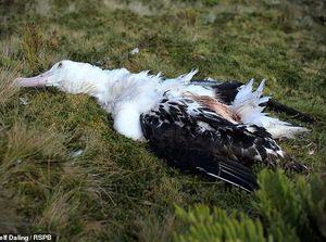 Hiii! Ada Tikus Raksasa Makan Elang Laut Hidup-hidup