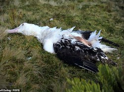 Hiii! Ada Tikus Raksasa Makan Elang Laut Hidup-hidup