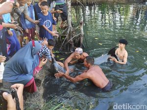 Lumba-lumba Terjebak di Empang Warga di Maros Sulsel Dievakuasi ke Laut Lumba-lumba Terjebak di Empang Warga di Maros Sulsel Dievakuasi ke Laut