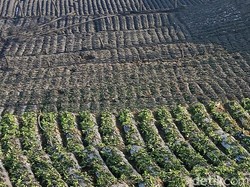 Kawah Sileri Dieng Erupsi, Tanaman Kentang Milik Warga Mati