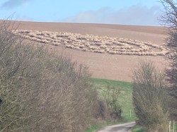 Mirip Pola Kapal Alien, Formasi Kawanan Domba Ini Jadi Viral