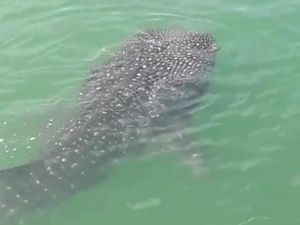 5 Jenis Ikan Laut Langka di Indonesia, Siswa Perlu Tahu Nih 5 Jenis Ikan Laut Langka di Indonesia, Siswa Perlu Tahu Nih