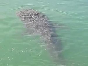 Heboh Hiu Paus Muncul di Dermaga Barombong Makassar