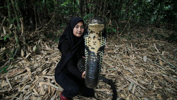 Icha Bersama Ular King Cobra