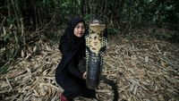 Potret Icha dan King Cobra Rambo Sepanjang 4 Meter yang Viral