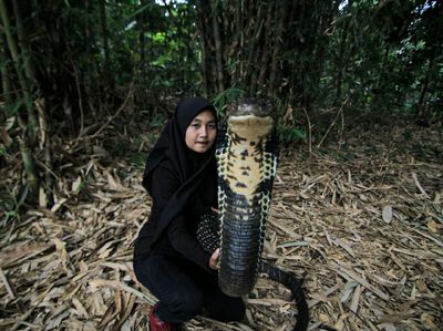 Potret Icha dan King Cobra Rambo Sepanjang 4 Meter yang Viral