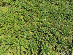 Holding BUMN Perkebunan di Jambi Target Laba Rp 50 Miliar