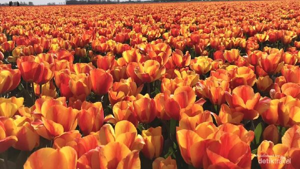 Ngabuburit ke Ladang Tulip di Belanda