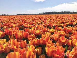 Ngabuburit ke Ladang Tulip di Belanda