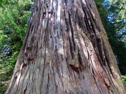 Pohon Tertinggi di Dunia Lebih Menjulang dari Patung Liberty