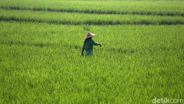 Melihat Aktivitas Petani Cileungsi di Bulan Ramadhan