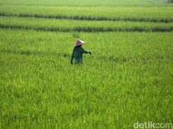 Mengenal Agree, Cara Telkom Cetak Petani Modern dan Raup Cuan