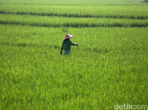Dapat KUR, 1.964 Petani di Tapanuli Siap Kebut Produksi di Tengah Pandemi Dapat KUR, 1.964 Petani di Tapanuli Siap Kebut Produksi di Tengah Pandemi