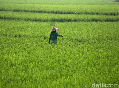 Melihat Aktivitas Petani Cileungsi di Bulan Ramadhan