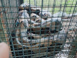 Bruk! Ular Piton 5 Meter Jatuh di Kandang Ayam Milik Warga Klaten