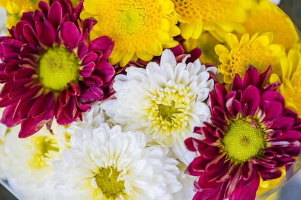 Bunga Simbol Cinta/sumber: freepik.com/ Bunga krisan sebagai simbol cinta.