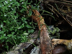 Keunikan Pemakaman Desa Trunyan Bali, Jenazah Tidak Dikubur