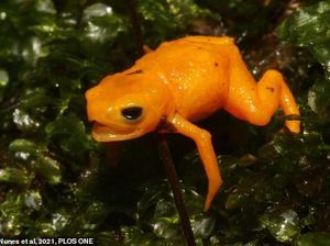 Katak Mini Ajaib Ditemukan, Beracun dan Bisa Nyala