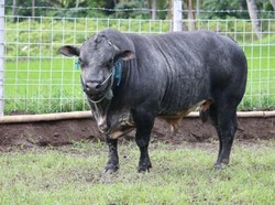 Gagah dan Macho Sapi UGM, Sebesar Apa Sih?